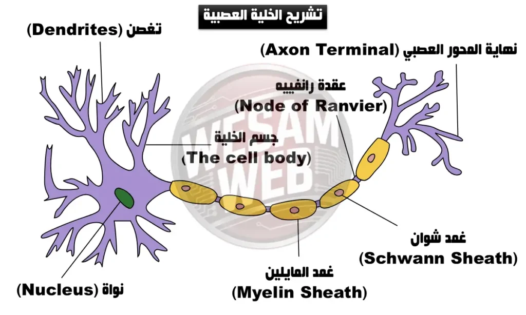 تشريح الخلية العصبية (Neurons)
