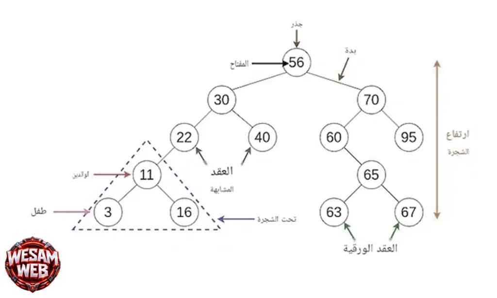 الشجرة الثنائية (Binary Tree)